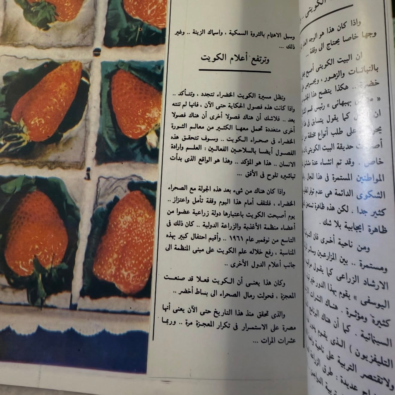 مجلة الكويت ١٩٨١